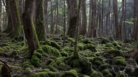 suicide forest|15 Eerie Facts About Japan’s Suicide Forest .